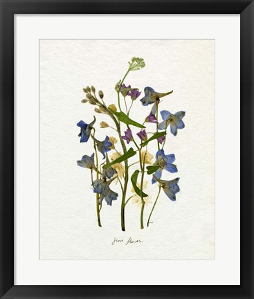 Framed Pressed June Arrangement II Print