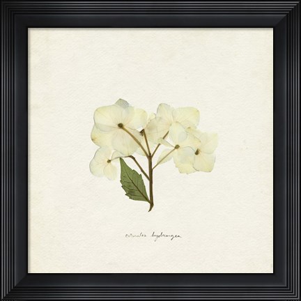 Framed Cornales Hydrangea I Print