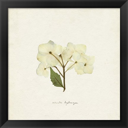 Framed Cornales Hydrangea I Print