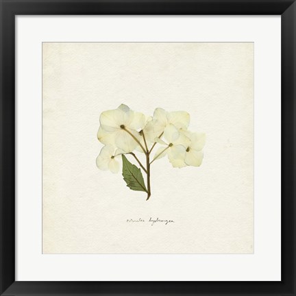 Framed Cornales Hydrangea I Print