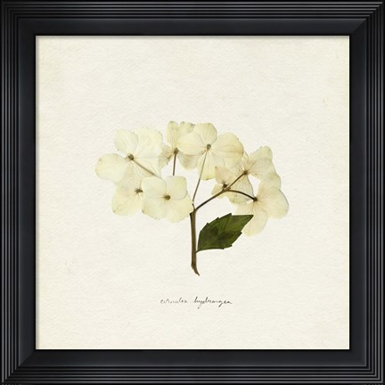 Framed Cornales Hydrangea II Print