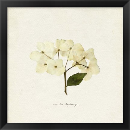 Framed Cornales Hydrangea II Print