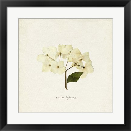 Framed Cornales Hydrangea II Print