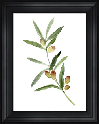 Framed Sweet Olive Branch I Print