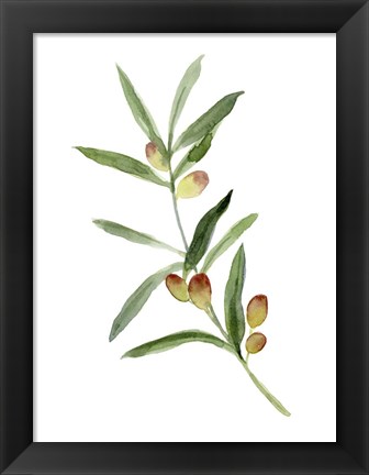 Framed Sweet Olive Branch I Print