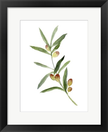 Framed Sweet Olive Branch I Print