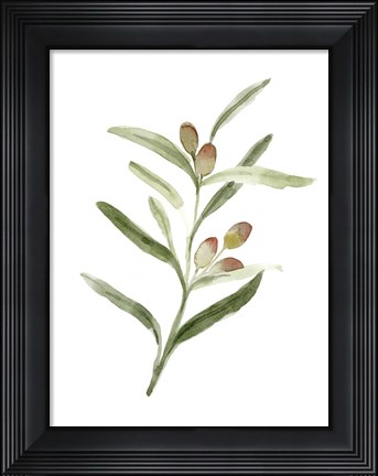 Framed Sweet Olive Branch II Print