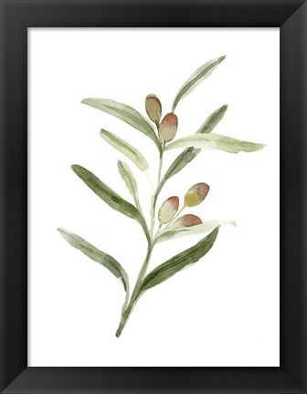 Framed Sweet Olive Branch II Print