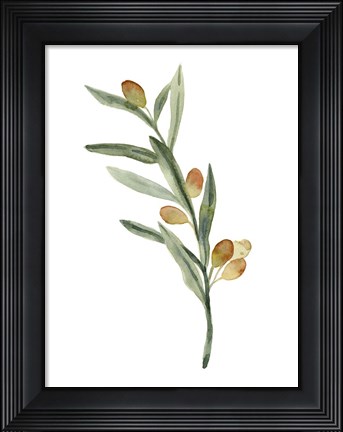Framed Sweet Olive Branch III Print