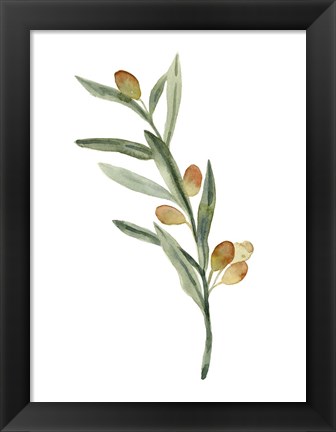 Framed Sweet Olive Branch III Print