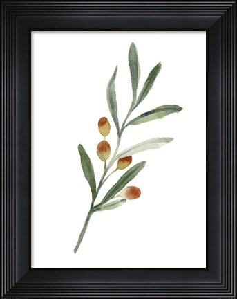 Framed Sweet Olive Branch IV Print