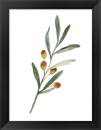 Framed Sweet Olive Branch IV Print