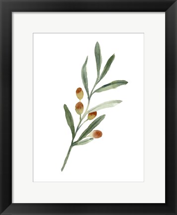 Framed Sweet Olive Branch IV Print