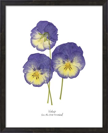 Framed Pressed Violas I Print