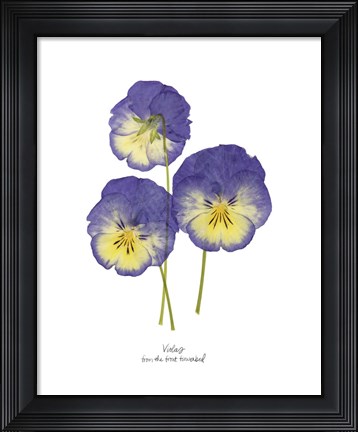 Framed Pressed Violas I Print