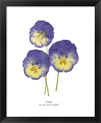 Framed Pressed Violas I Print