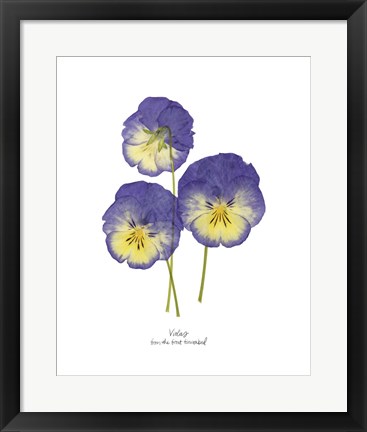 Framed Pressed Violas I Print