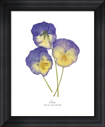 Framed Pressed Violas II Print