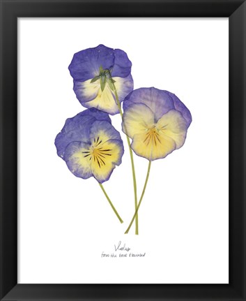 Framed Pressed Violas II Print