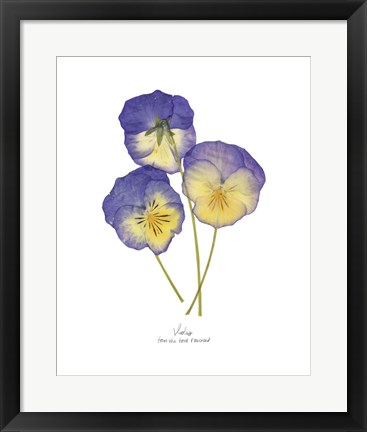 Framed Pressed Violas II Print