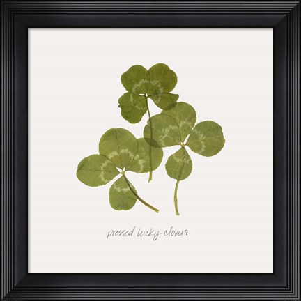 Framed Pressed Clover II Print