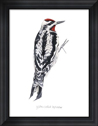 Framed Watercolor Woodpecker I Print