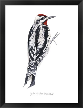 Framed Watercolor Woodpecker I Print