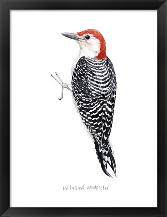 Framed Watercolor Woodpecker III Print