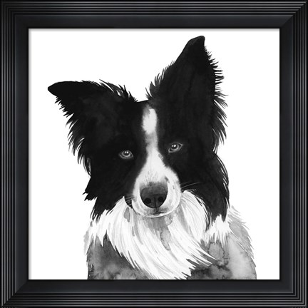 Framed Border Collie I Print