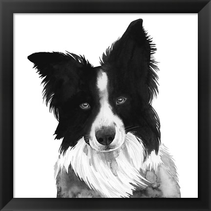 Framed Border Collie I Print