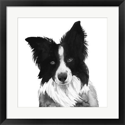 Framed Border Collie I Print