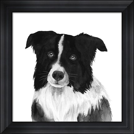 Framed Border Collie II Print