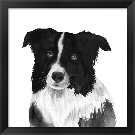 Framed Border Collie II Print