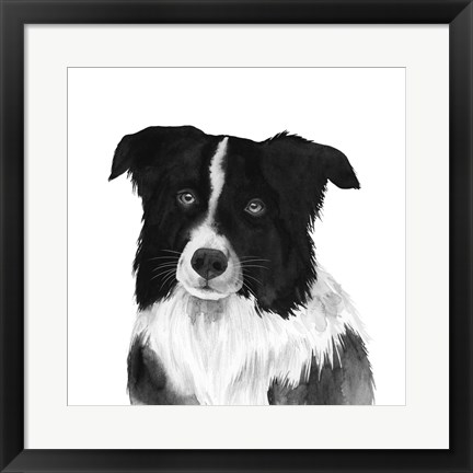 Framed Border Collie II Print