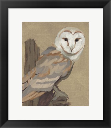 Framed Common Barn Owl Portrait I Print