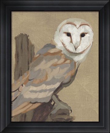 Framed Common Barn Owl Portrait I Print