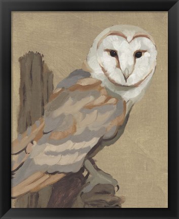 Framed Common Barn Owl Portrait I Print