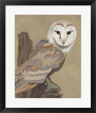 Framed Common Barn Owl Portrait I Print