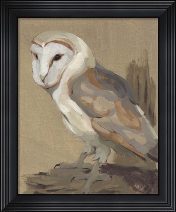 Framed Common Barn Owl Portrait II Print
