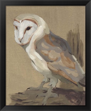 Framed Common Barn Owl Portrait II Print