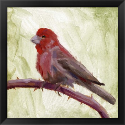 Framed Backyard Birds II Print