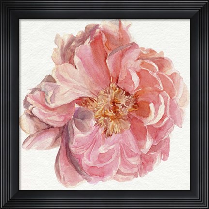 Framed Blossomed Peony I Print
