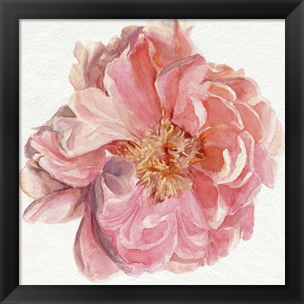 Framed Blossomed Peony I Print