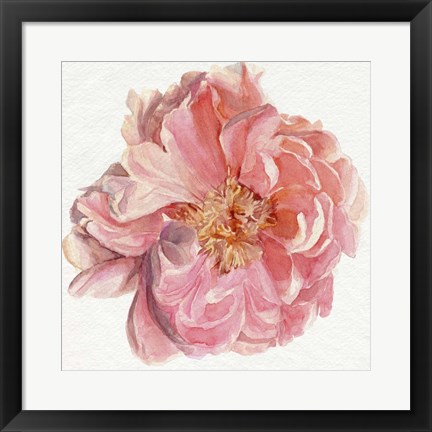 Framed Blossomed Peony I Print