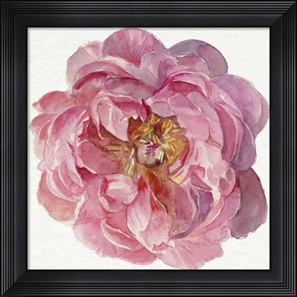 Framed Blossomed Peony II Print