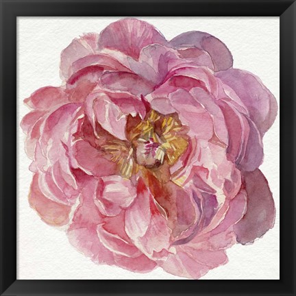 Framed Blossomed Peony II Print