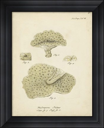 Framed Ecru Coral I Print