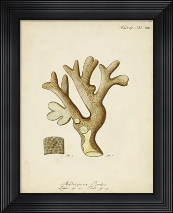 Framed Ecru Coral II Print