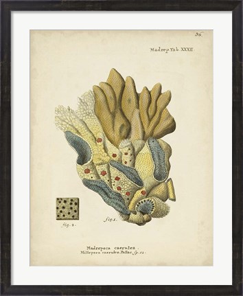Framed Ecru Coral III Print