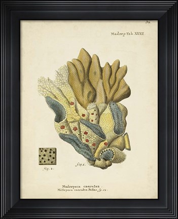Framed Ecru Coral III Print